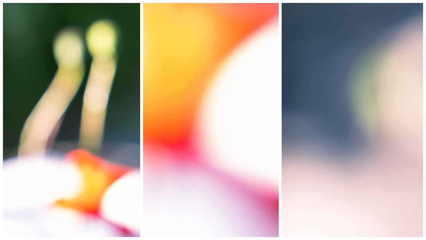 3 photographs that show abstract colors and vague forms in green, white, orange, pink, and a bit of purple blue, taken from zooming very close into the blurry poppy flower photo Claire took last year that's at the start of this email