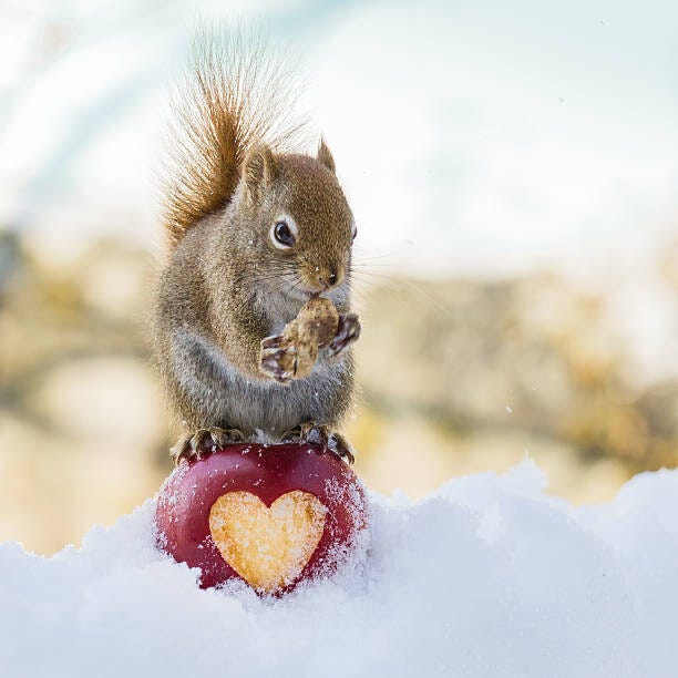 squirrel love, Nancy Rose | Posters, Art Prints, Wall Murals | +250 000  motifs
