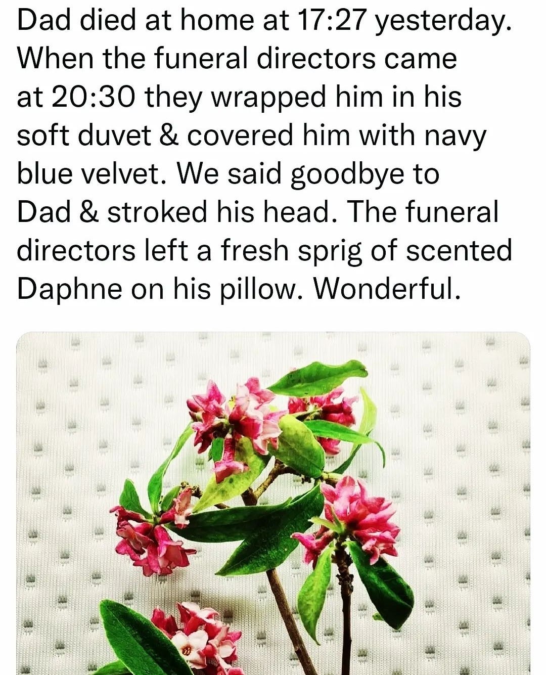 A screenshot of a tweet that reads 'Dad died at home yesterday. When the funeral director arrived they wrapped him in a soft duvet and covered him in navy blue velvet. We said goodbye to Dad and stroked his head. The funeral director left a fresh sprig of scented Daphne on his pillow. Wonderful.' Underneath there is a photograph of the daphne on Dad's pillow.