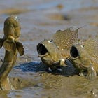 The Macroevolution Fallacy