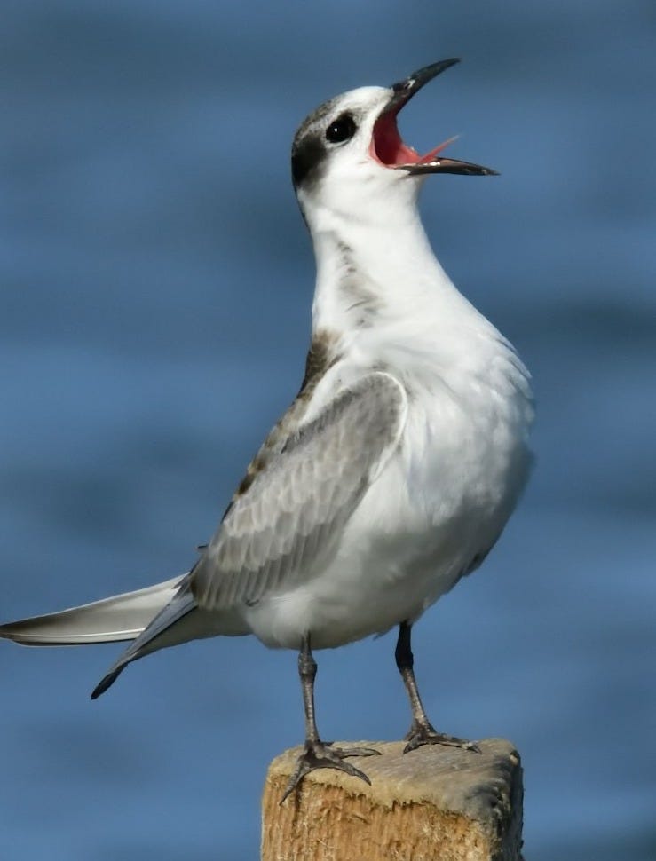 shallow focus photo of white and gray bird