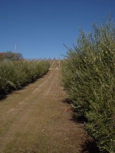 Avenue of olive trees