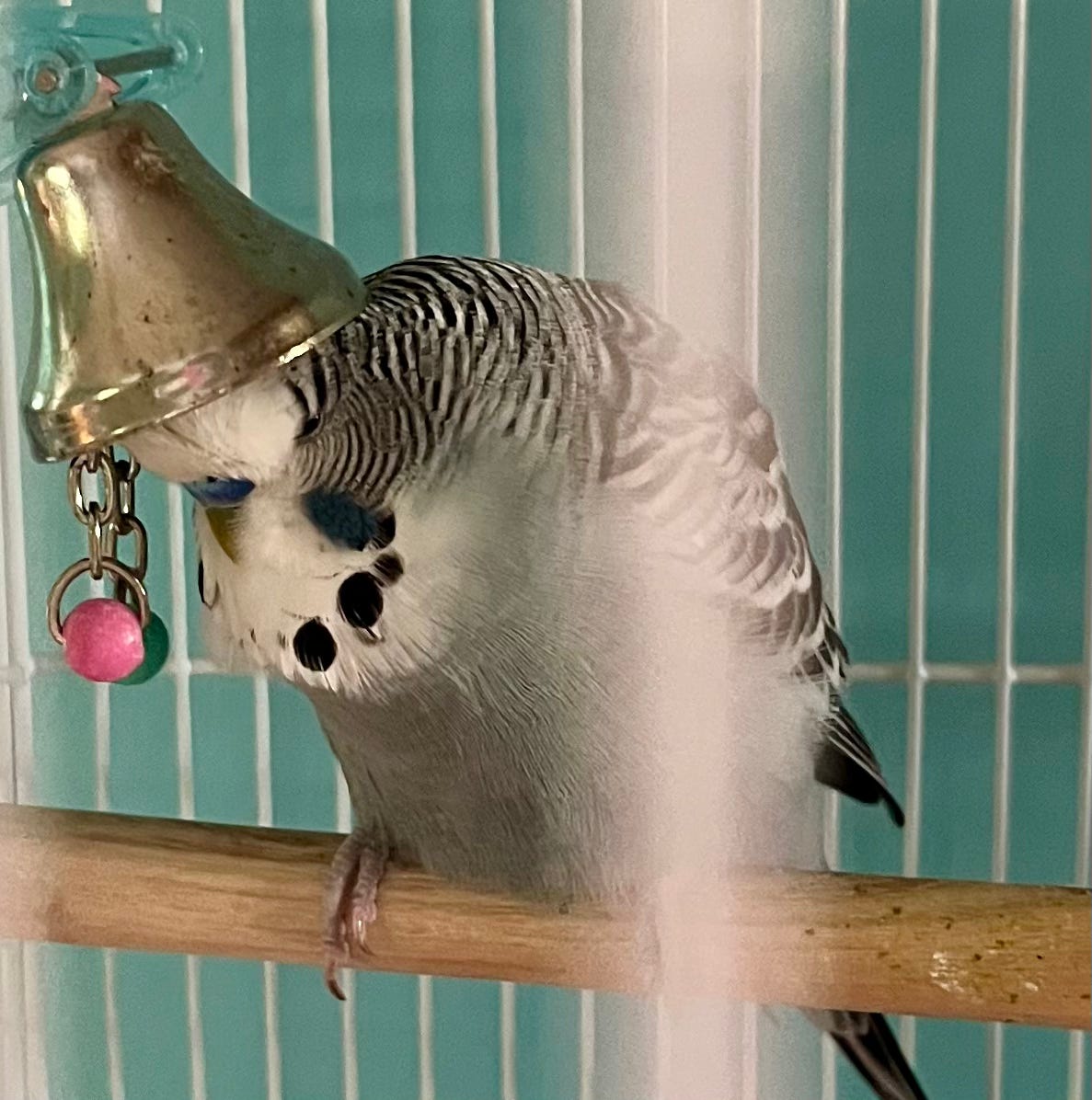 Yoshi the budgie scritching his scroogly head feathers using his toy bell