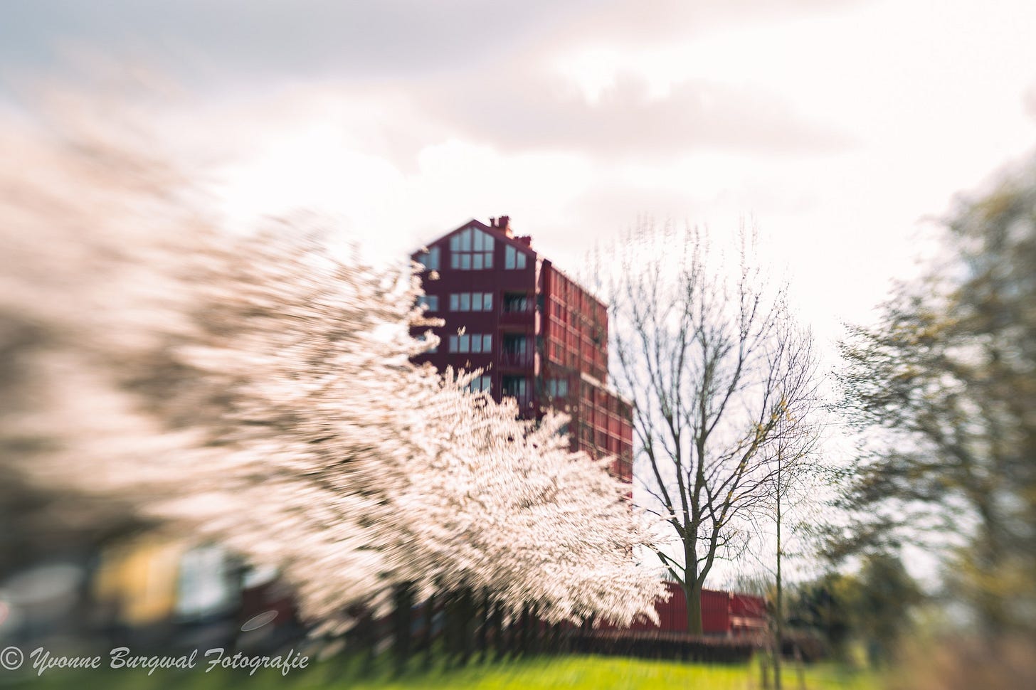 Kan een afbeelding zijn van krentenboompje en steenvruchtboom