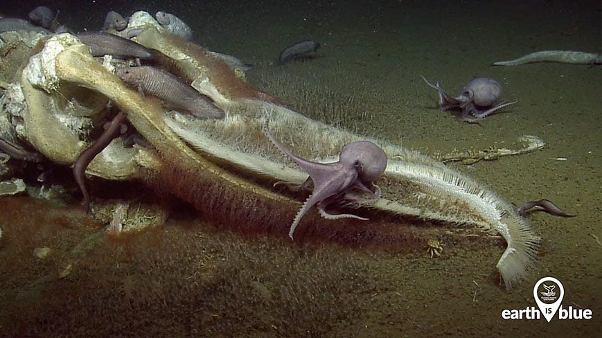 What is a whale fall?