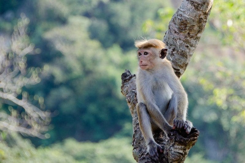Teams from security firm Mi7 National Group responded to a Northdale, South Africa, home where a panic alarm turned out to have been triggered by a monkey that stole the homeowner's security remote. Photo by pen_ash/Pixabay.com