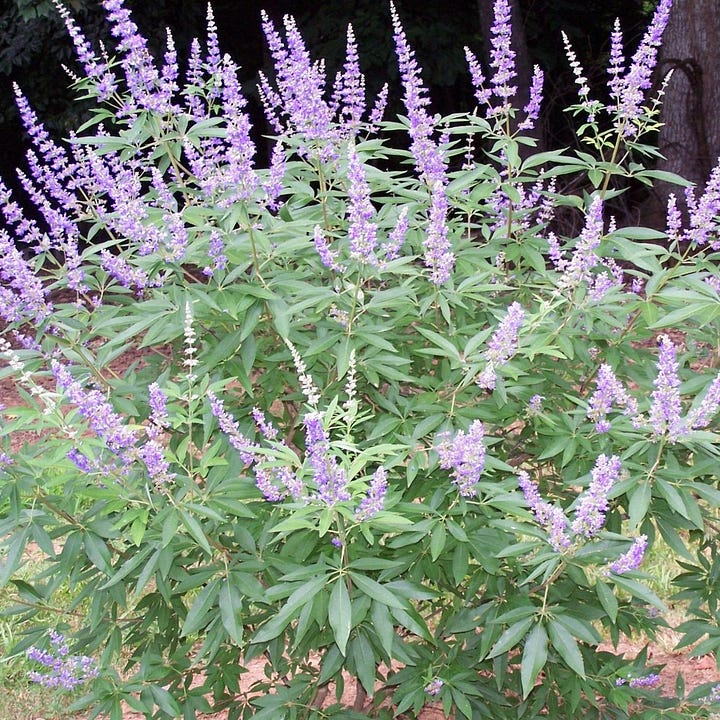 Violet spikes of flowers and green leaves of chaste tree