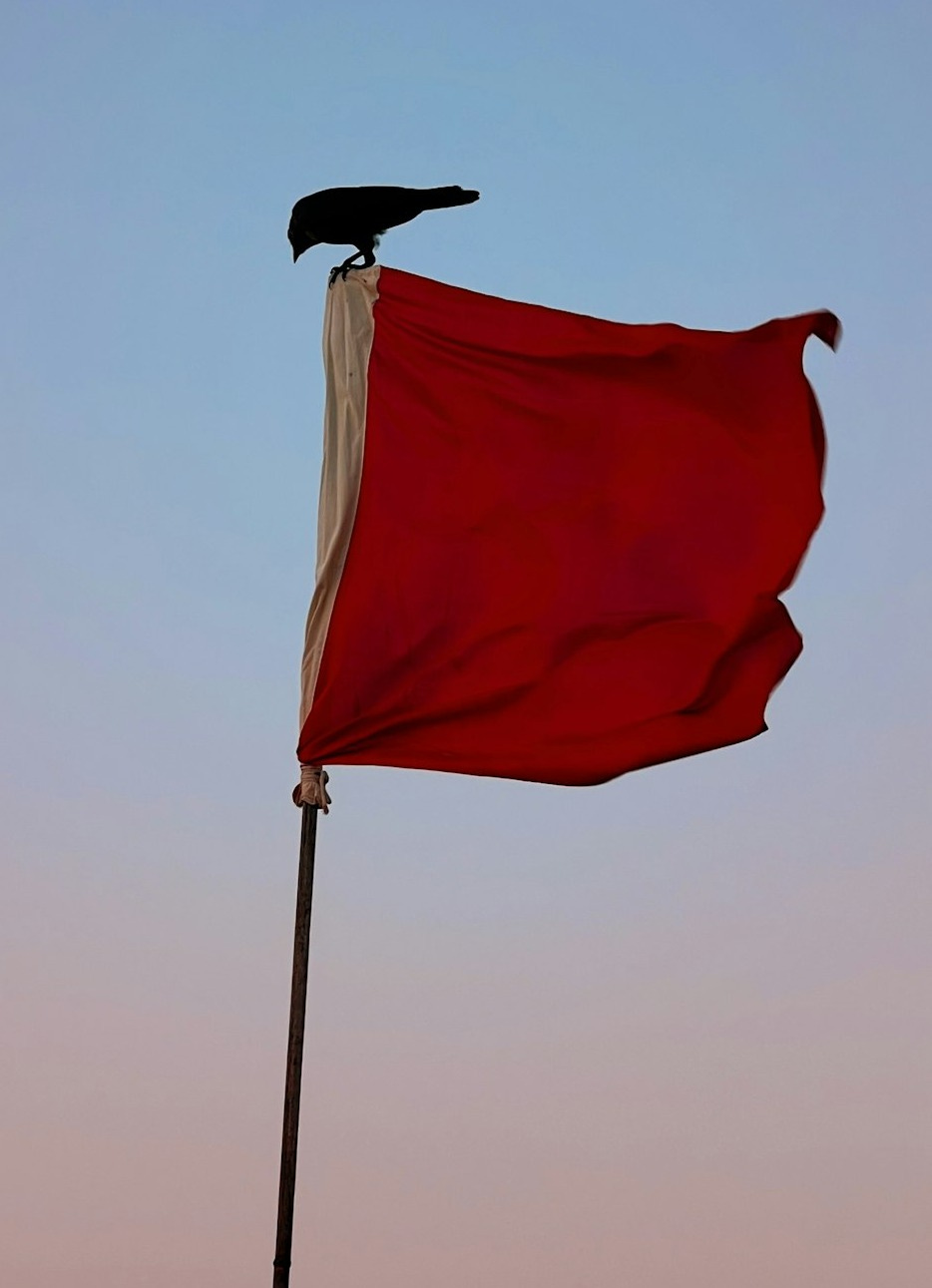 a black bird sitting on top of a red flag