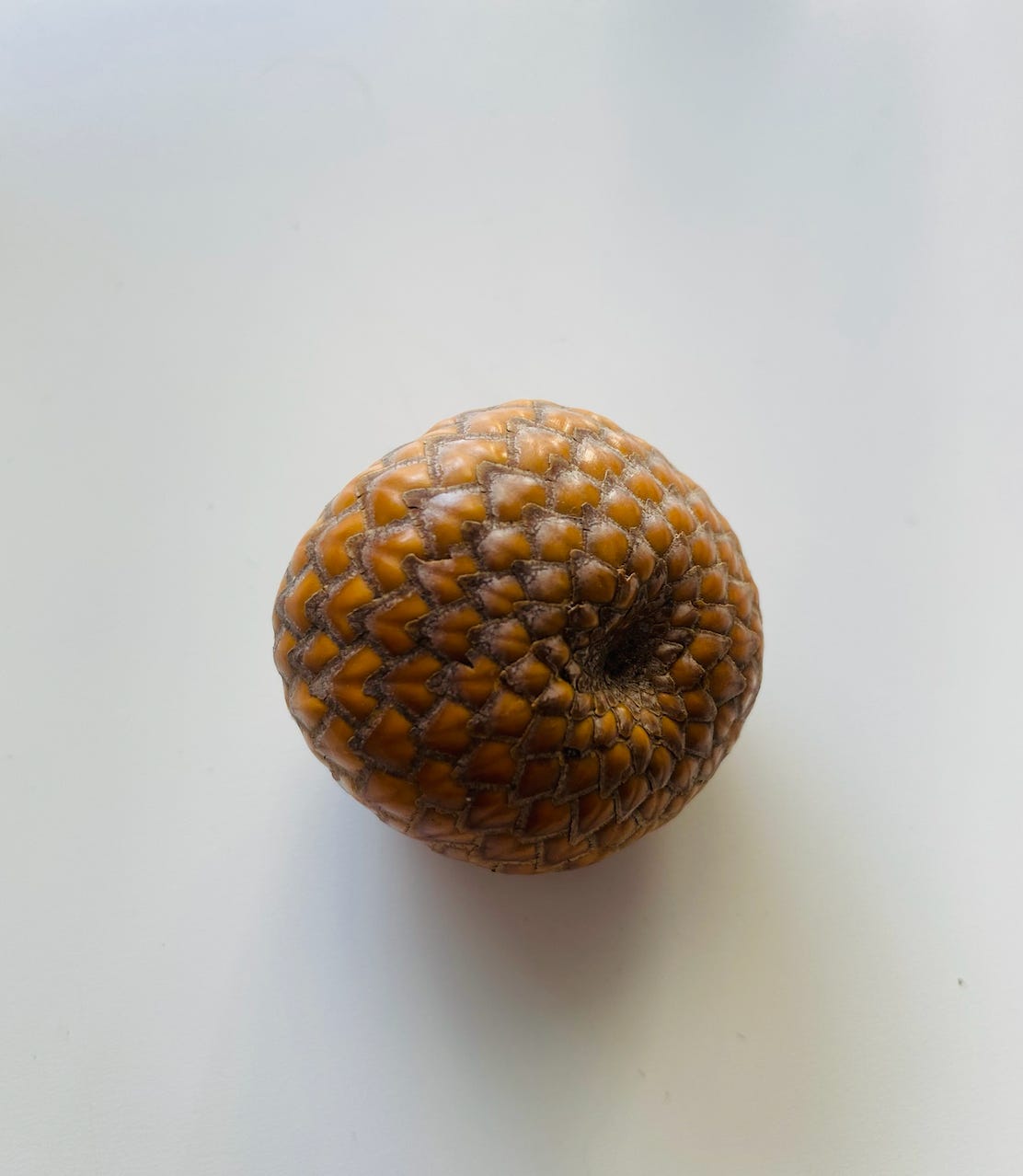 Image of a lychee kernel gifted to Lucy Image of a lychee kernel gifted to Lucy