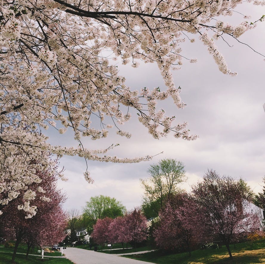 A neighborhood street lined with blooming trees.