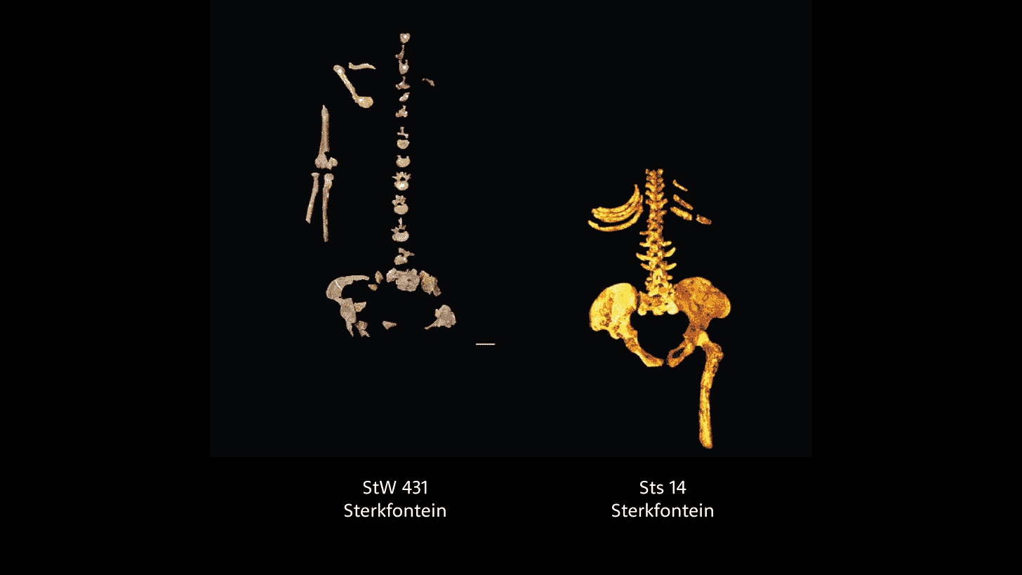 Guide to Australopithecus species - John Hawks