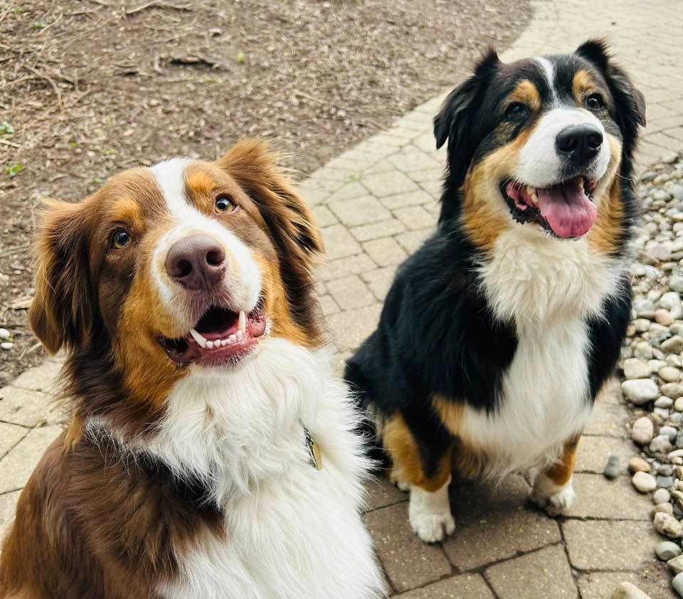 May be an image of dog
