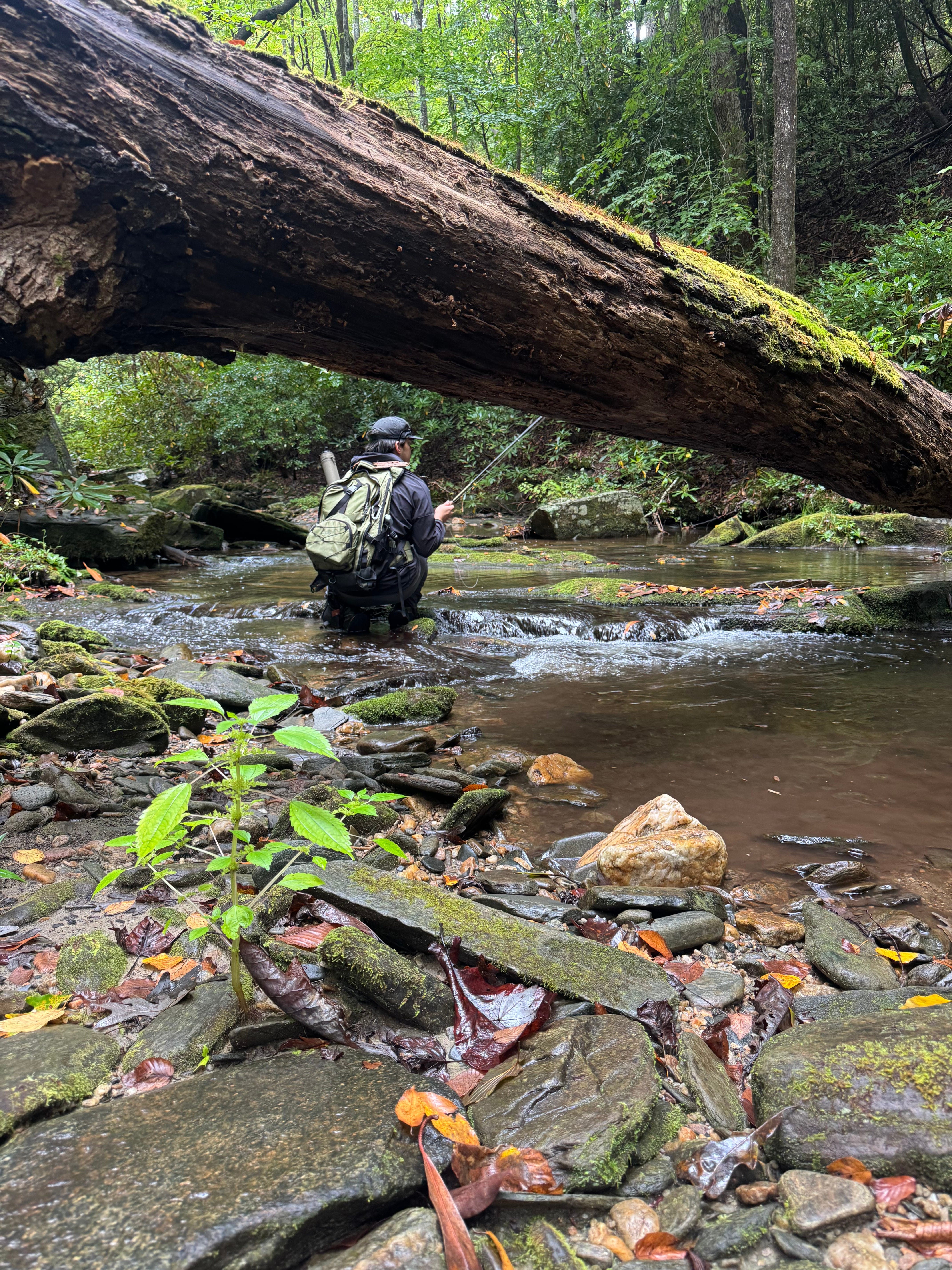 DISPATCH 16: The Curious Case Of Brook Trout