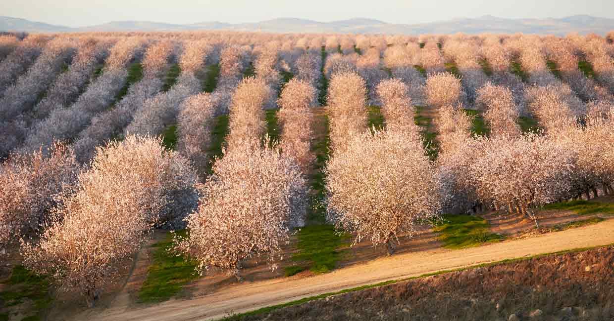 Forecasting US Almond Yield 