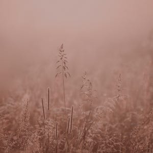 The Easier, Softer Way by Liana Gergely