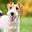 Good Boy's avatar