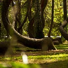 Fragment — La forêt qui a appris à courber