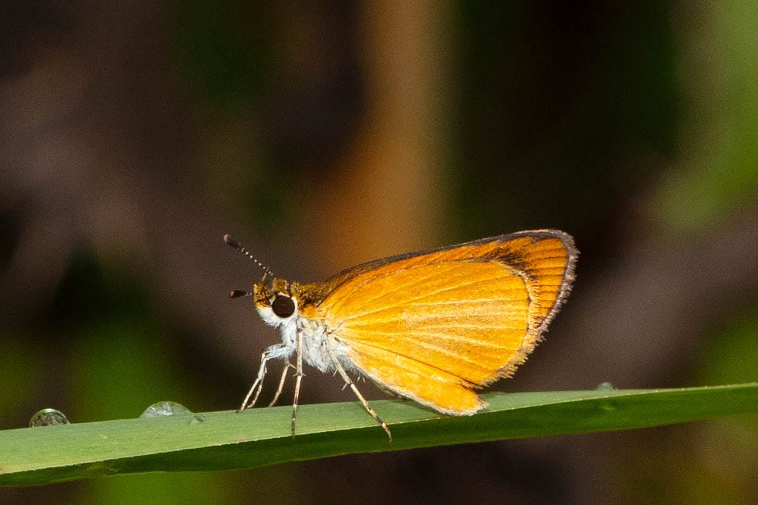 A small, orange butterfly with a white body and huge round black eyes, shown in profile, wings folded, resting on a wide, green blade of grass. The dark border of the inside of the skipper's wings is faintly visible.