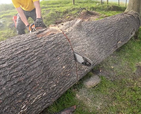 Biggest cross cut I've ever made. Cutting the log in half. I actually did measure twice and cut once here.