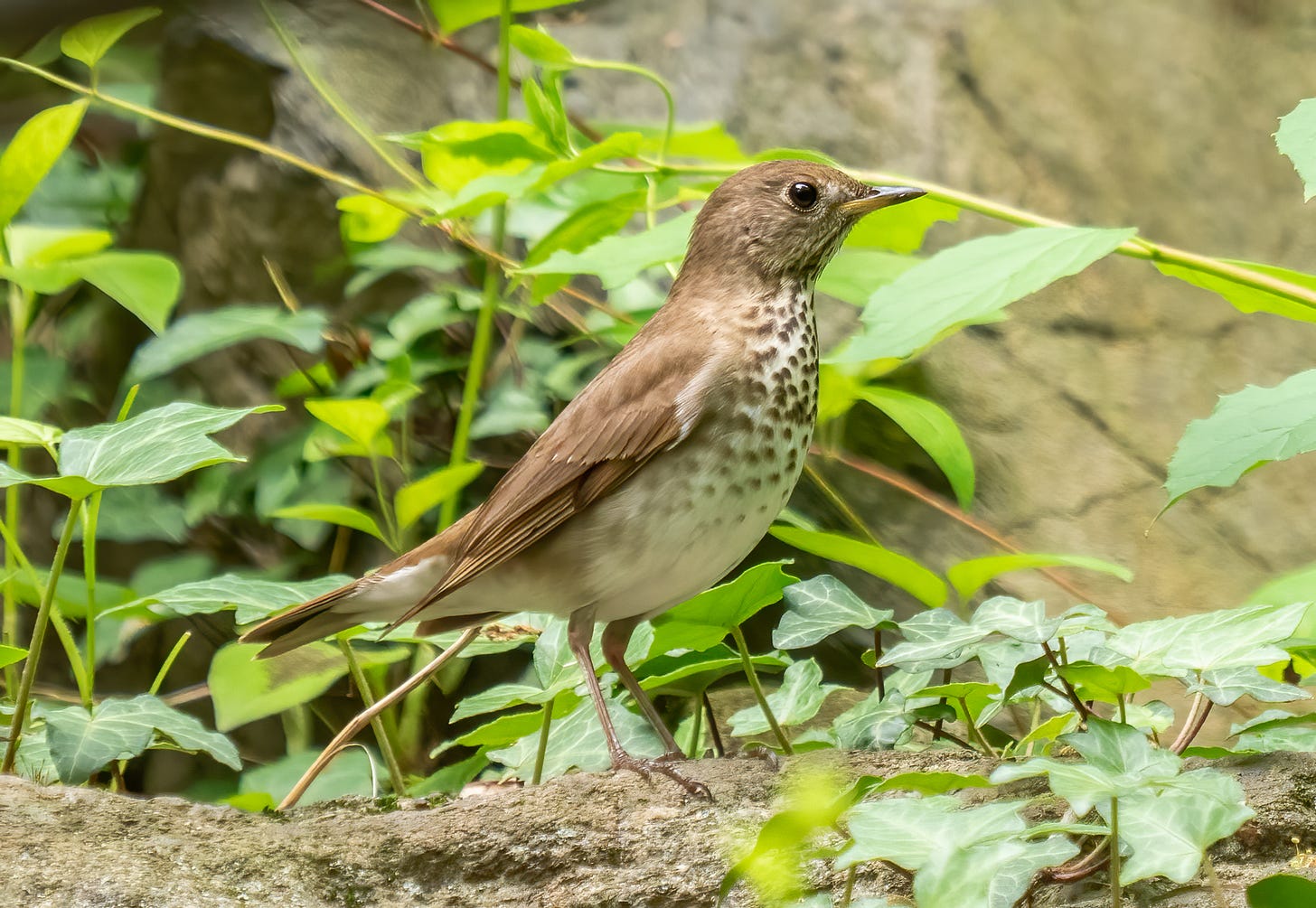 File:Gray-cheeked thrush (71096).jpg - Wikimedia Commons