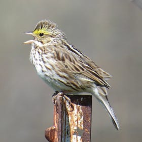 Interview with Spencer Fenniman (Hawthorne Valley Farm): Creating Bird Habitat through Biodynamic Farming