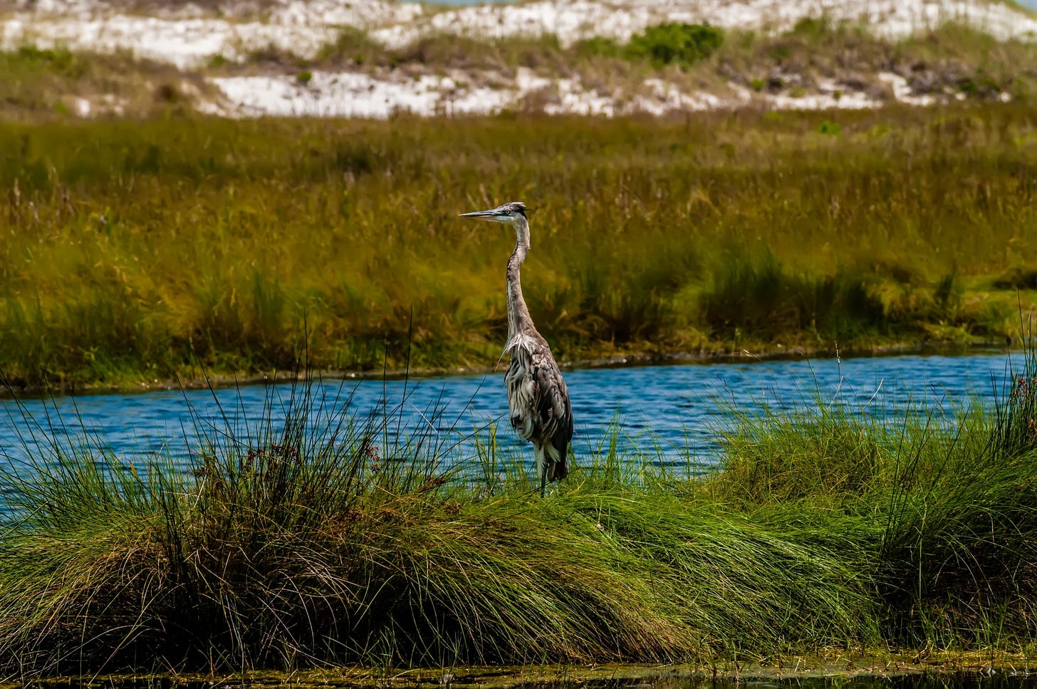 blue heron everglades free photo