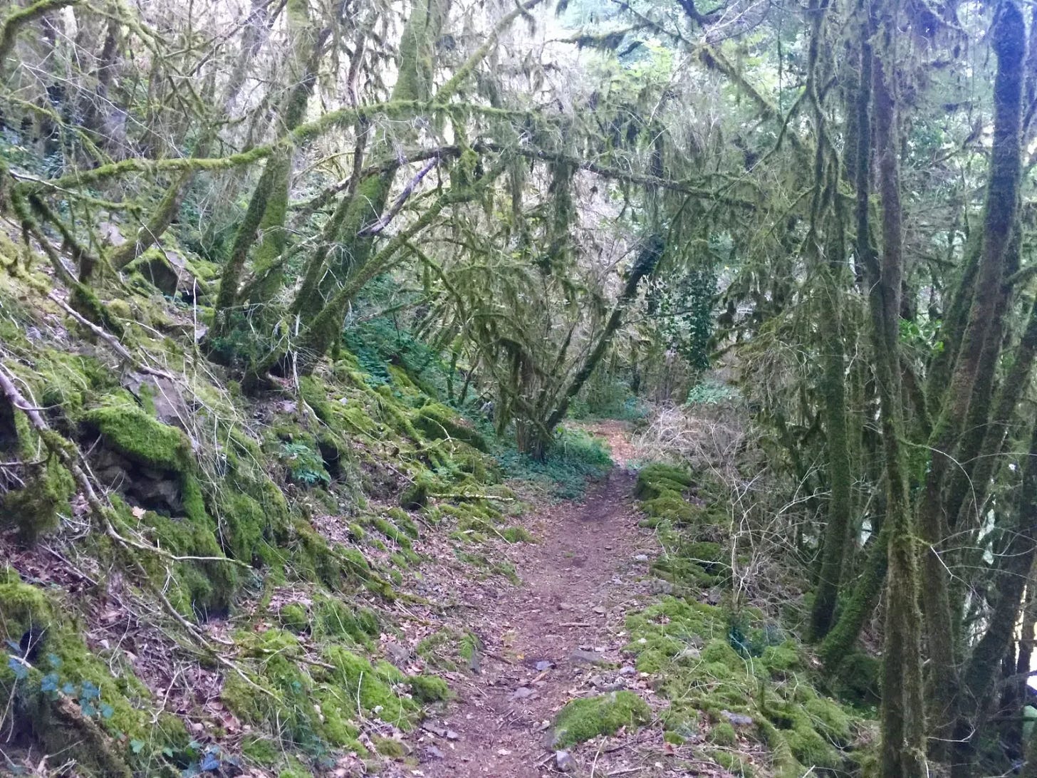 Mousse espagnole Mousse espagnole