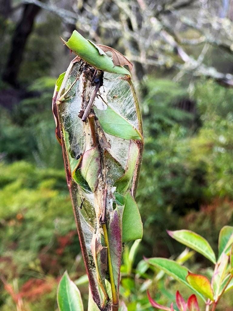 Elderberry Panax Leaf Roller