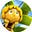まあや's avatar