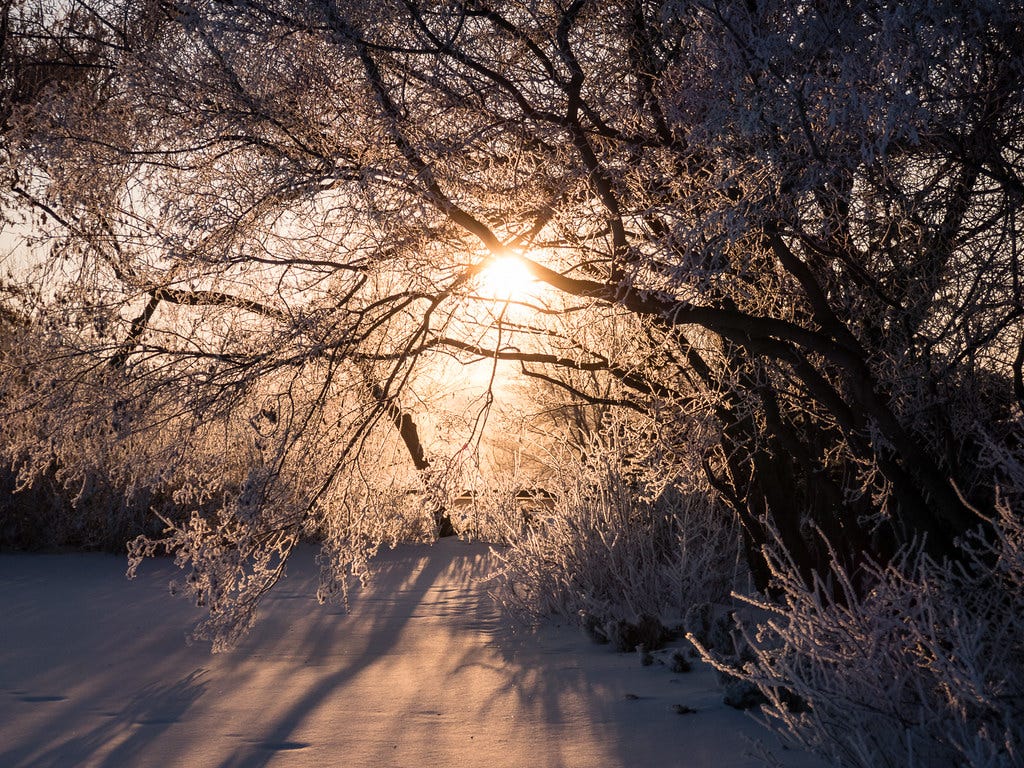 sunrise through the trees