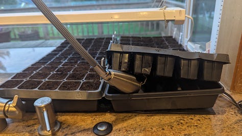 Watering a seedling flat from below, a seed flat on top of a black plastic heat mat, two seed trays with clear covers under grow lights.
