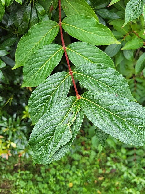 Nine pictures of grass, shrubs and trees.