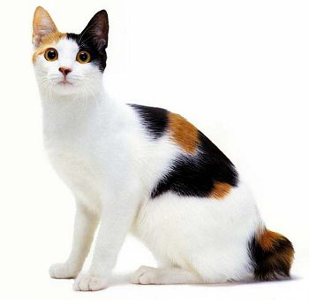 The Japanese Bobtail | A Rare, Active, Family Loving Cat