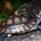 絶滅したと思われていた。モリセオレガメという亀