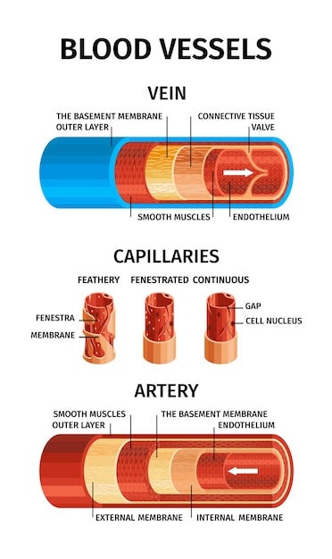 Page 2 | Blood Vessel Cross Section Images - Free Download on Freepik