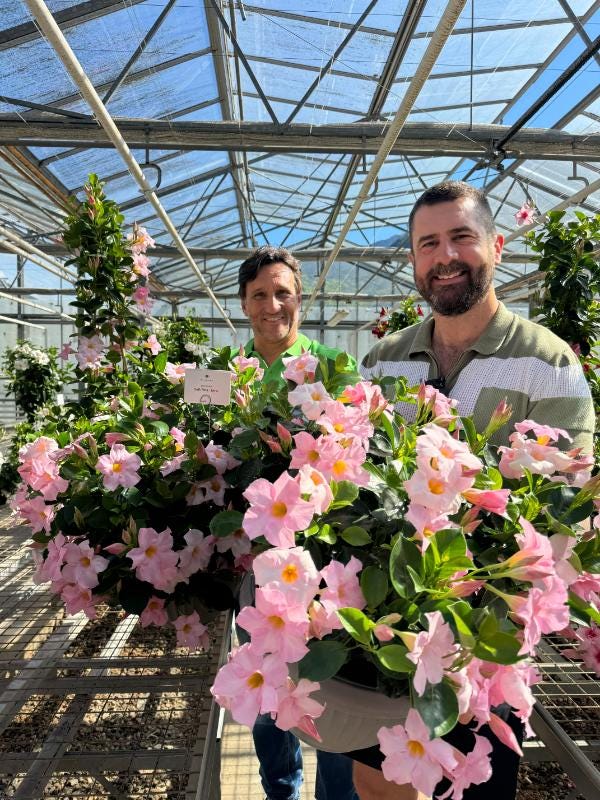 Must-have Mandevilla - by Mr Plant Geek