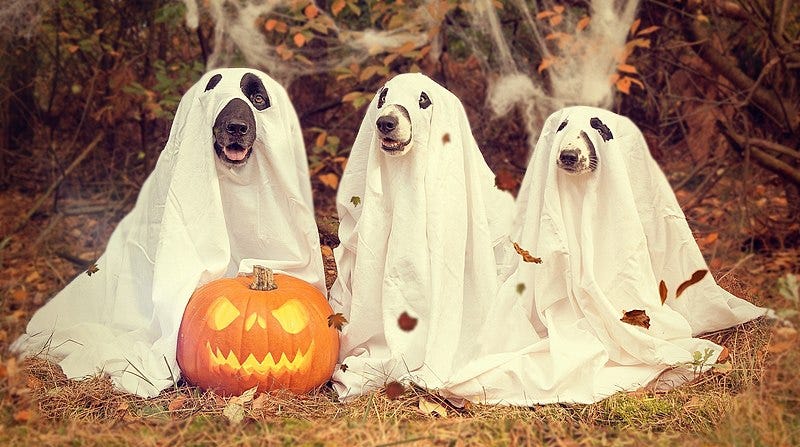 File:Halloween-2870607 1920.jpg File:Halloween-2870607 1920.jpg