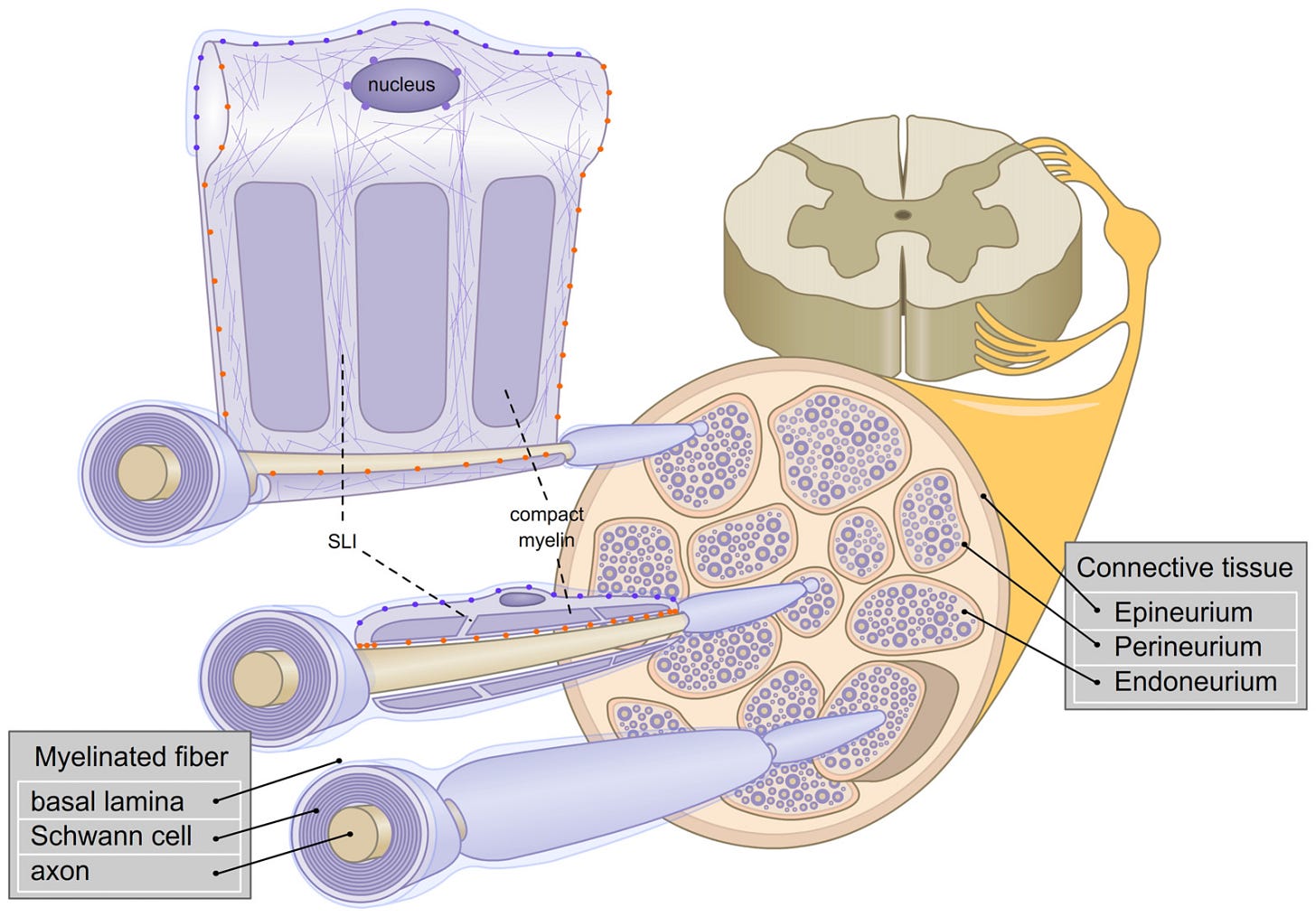 Frontiers | Influence of Mechanical Stimuli on Schwann Cell Biology