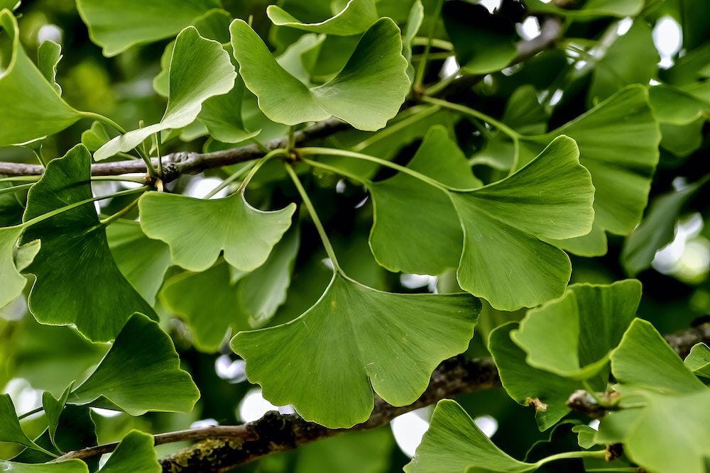Gingko - Effect and use » Ewalia