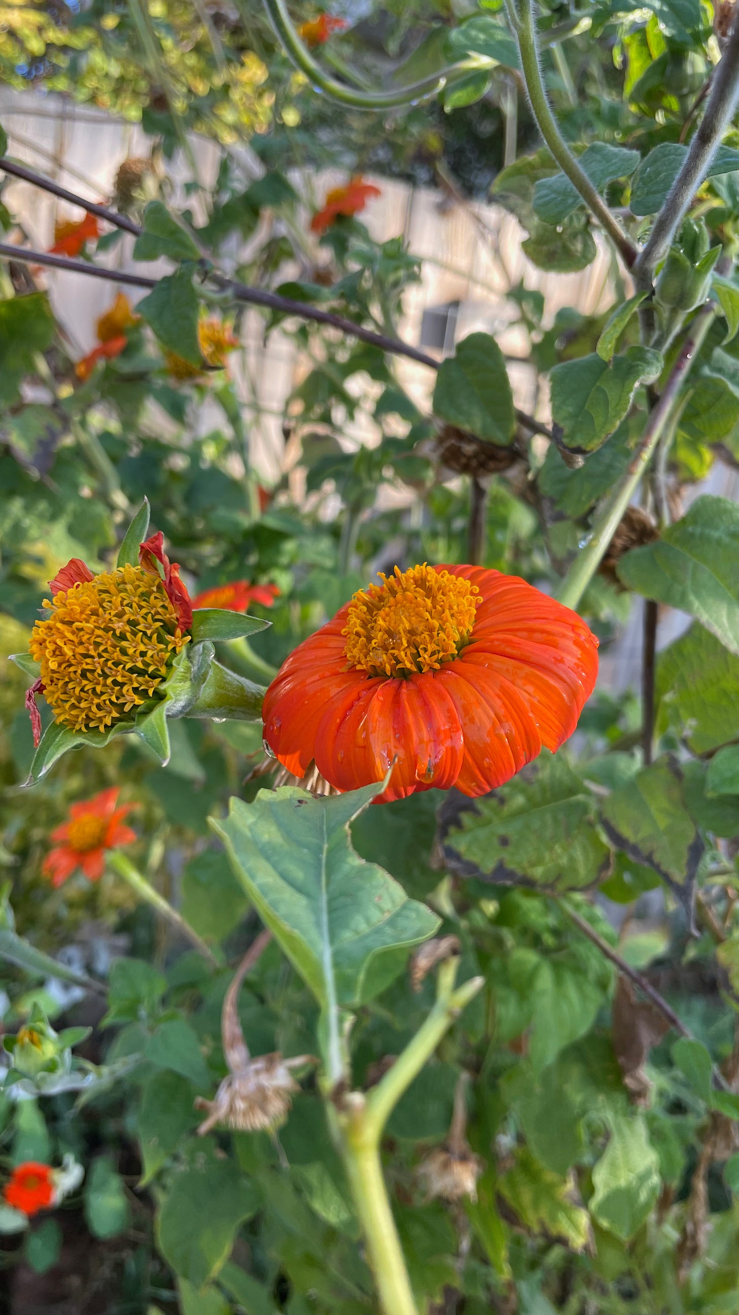 Two Tithonia blossoms at different stages of going to seed