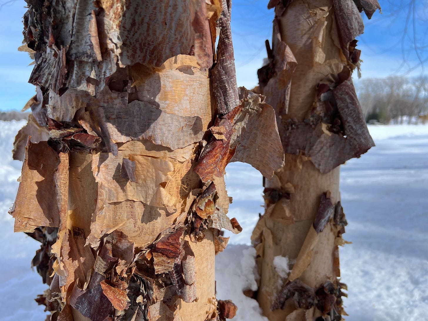 Tree bark peeling off a tree discovered during a winter walk by graphic novelist K. Woodman-Maynard. 