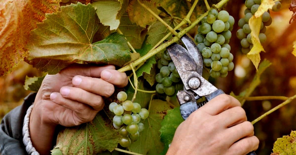 Grape Vine Pruning, Defoliation, and Thinning for Great Yield Grape Vine Pruning, Defoliation, and Thinning for Great Yield