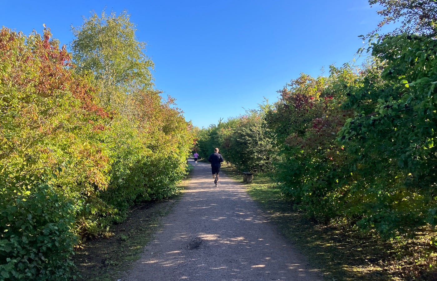 Autumnal colours on the side of the path under blue skies