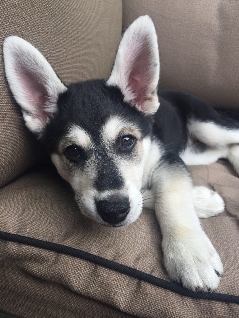 A black and white puppy sits on a cushioned chair, her front paws crossed one over the other, looking directly into the camera.