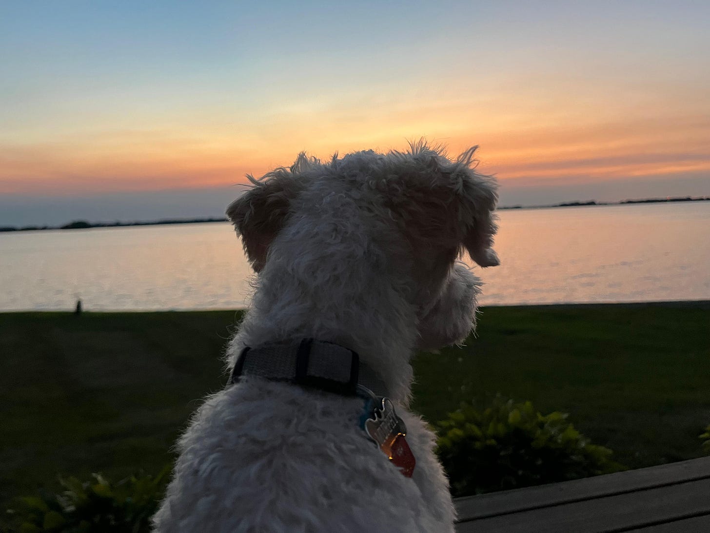 A dog sitting at the edge of a lake, looking out over the water. A dog sitting at the edge of a lake, looking out over the water.