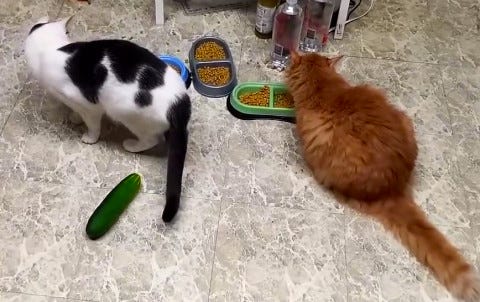 Cats_and_Cucumbers_2 Cats_and_Cucumbers_2