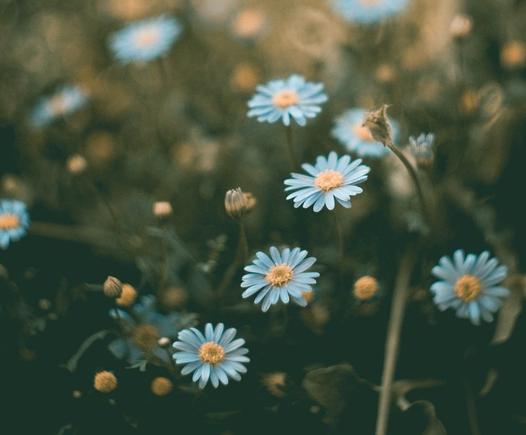 shallow focus photography of blue flowers