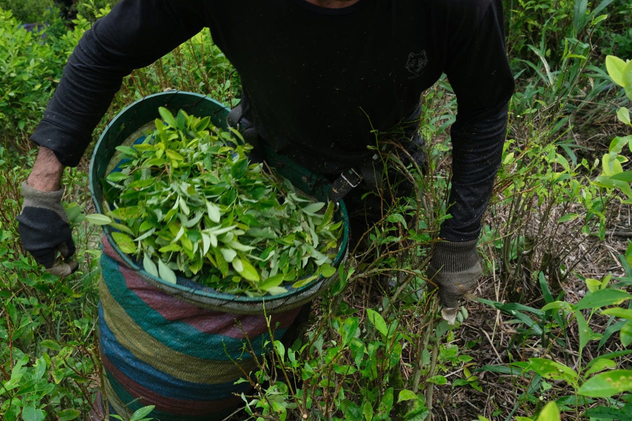 A worker collecting coca leaves.