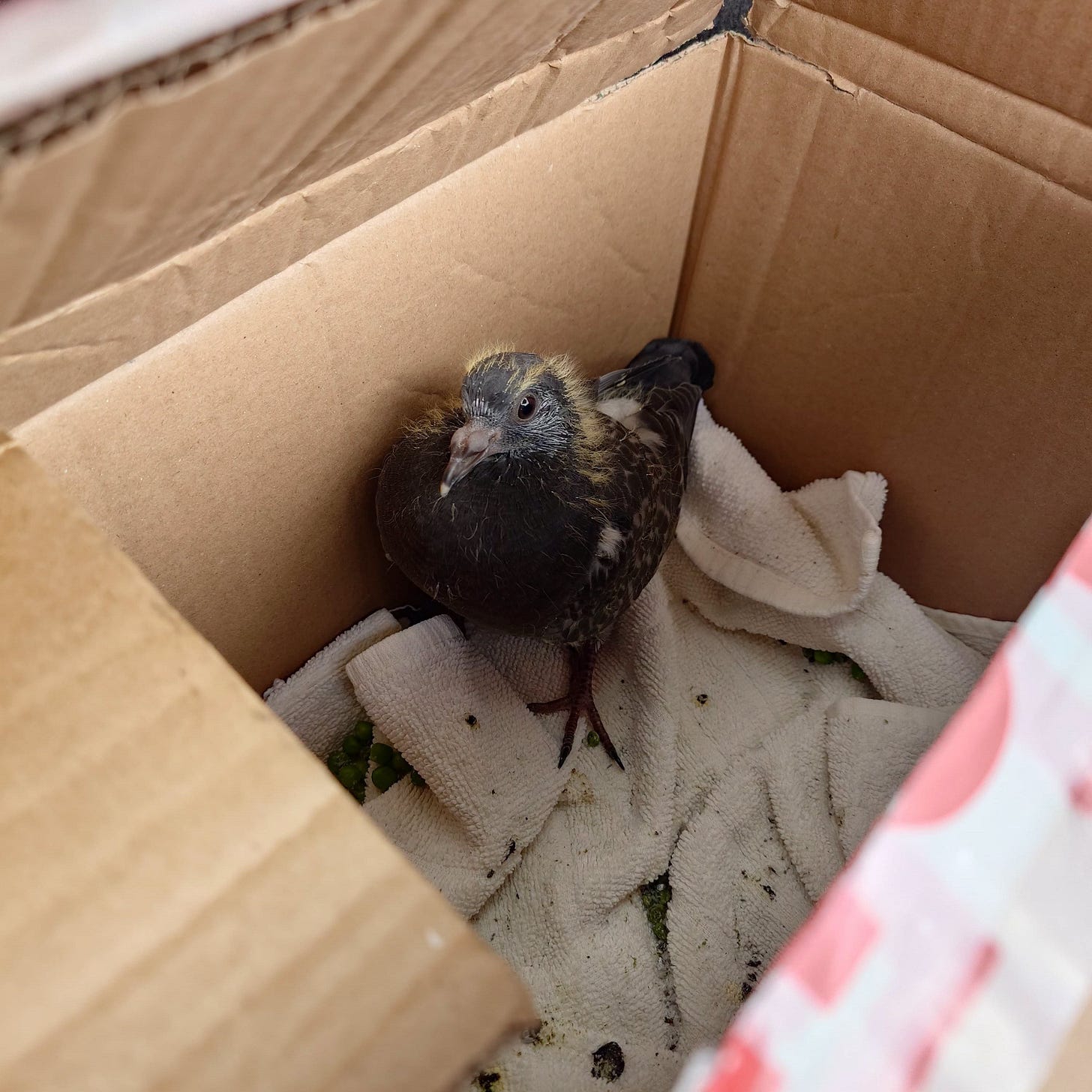 May be an image of lovebird and mourning dove