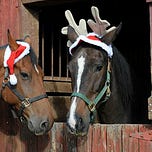 The Political Orphanage